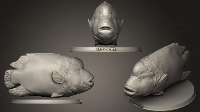 Статуэтки животных (Рыба-Наполеон, STKJ_1210) 3D модель для ЧПУ станка